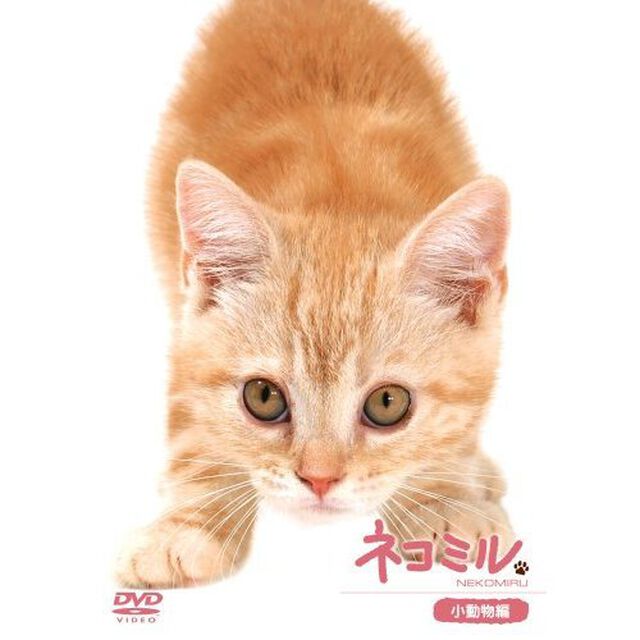ネコミル　小動物編（ＤＶＤ）