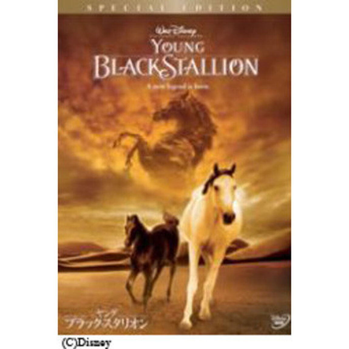 ヤング・ブラック・スタリオン　特別版（ＤＶＤ）