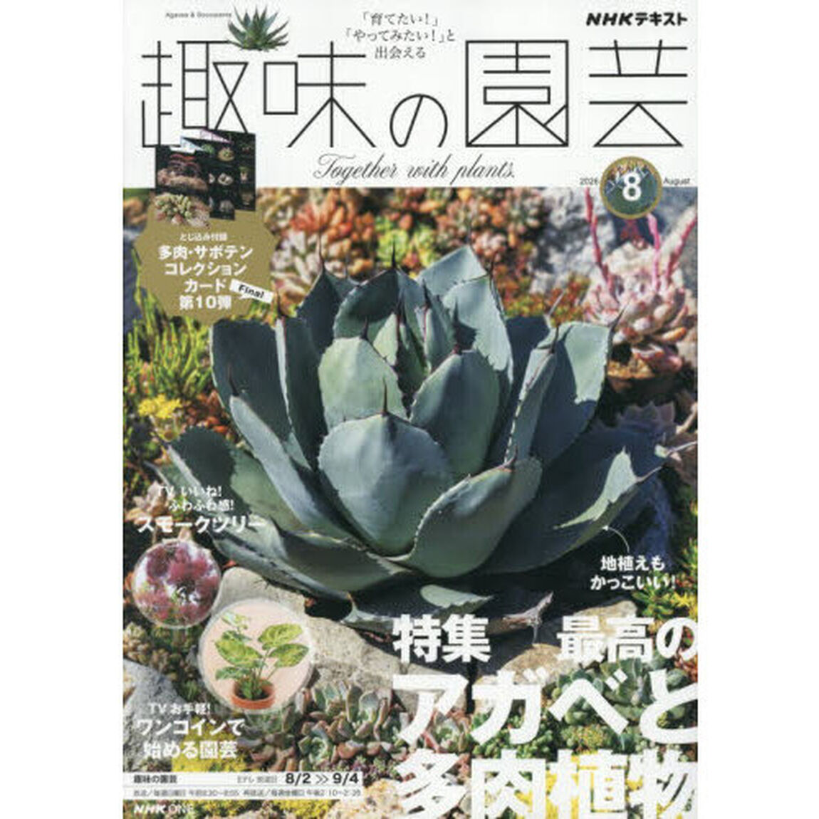 ＮＨＫ　趣味の園芸　2026年8月号