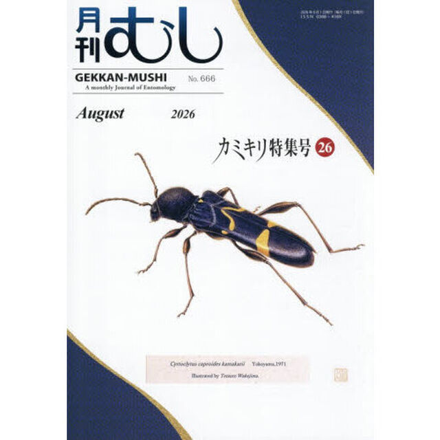 月刊むし　2026年8月号