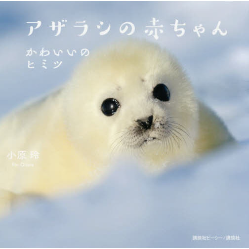 アザラシの赤ちゃん　かわいいのヒミツ