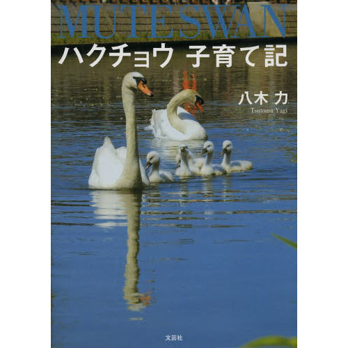 ハクチョウ 子育て記 MUTE SWAN