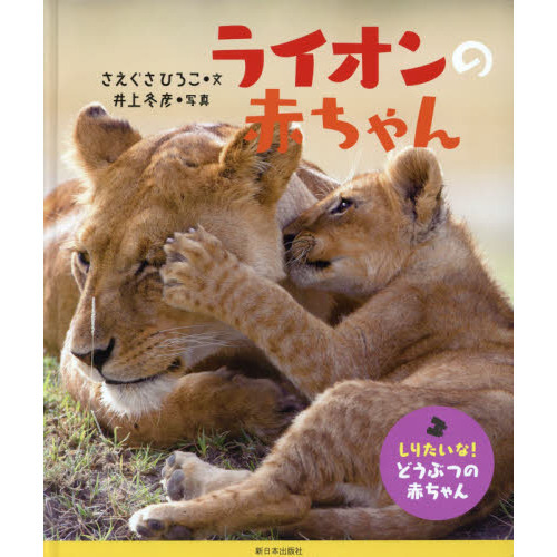ライオンの赤ちゃん