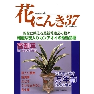 花にんき　ナンバー３７