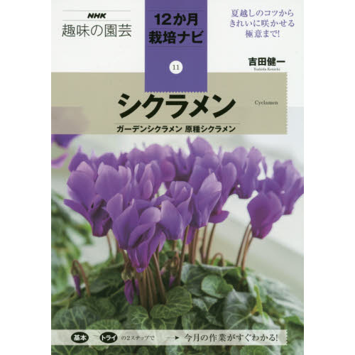 シクラメン　ガーデンシクラメン原種シクラメン