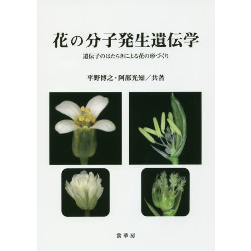 花の分子発生遺伝学　遺伝子のはたらきによる花の形づくり