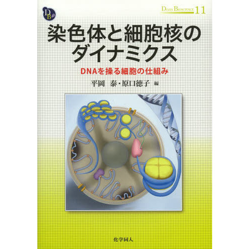 染色体と細胞核のダイナミクス　ＤＮＡを操る細胞の仕組み